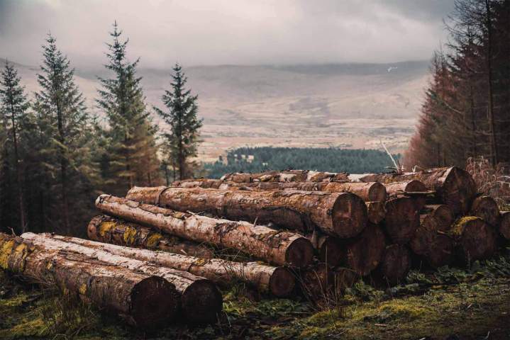 Gestion de forêt Épinal