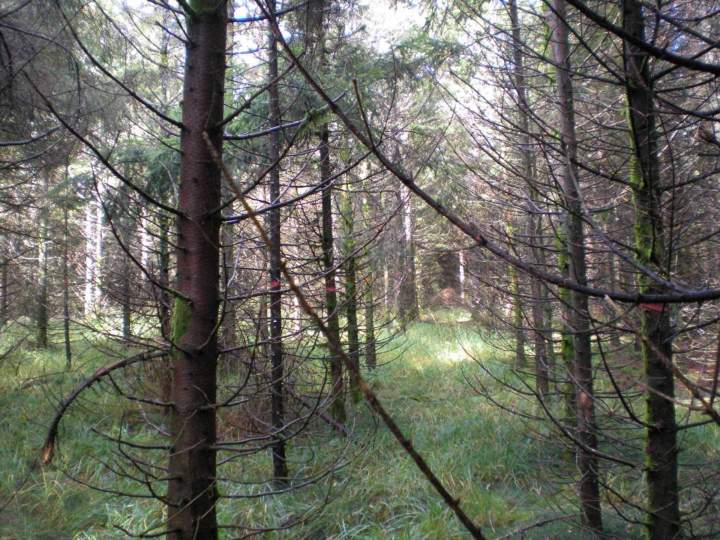 Entretien de forêt Gerbamont