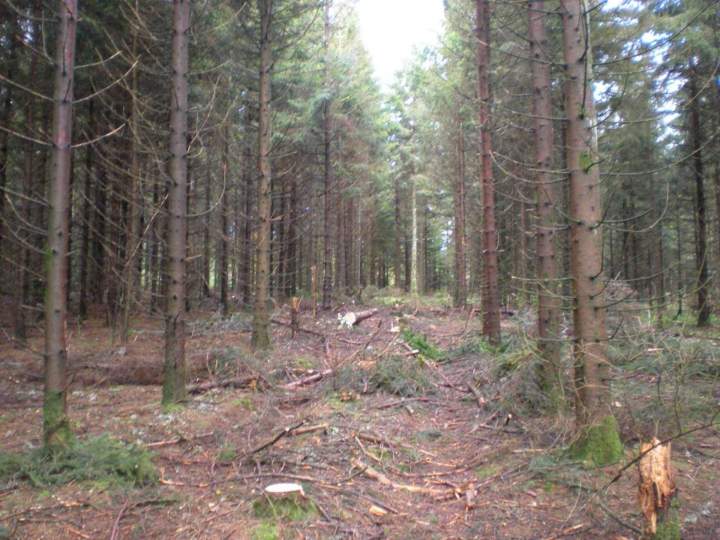 Gestion forestière Gerbamont