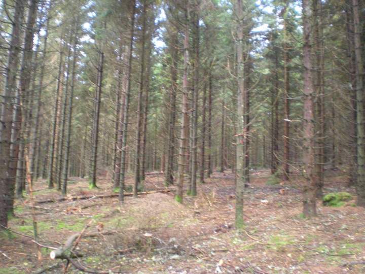 Gestion de forêt Gerbamont