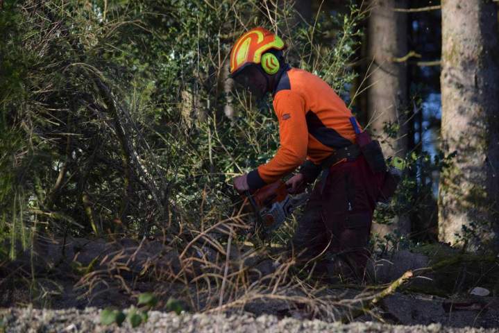 Coupe d'arbres Gerbamont