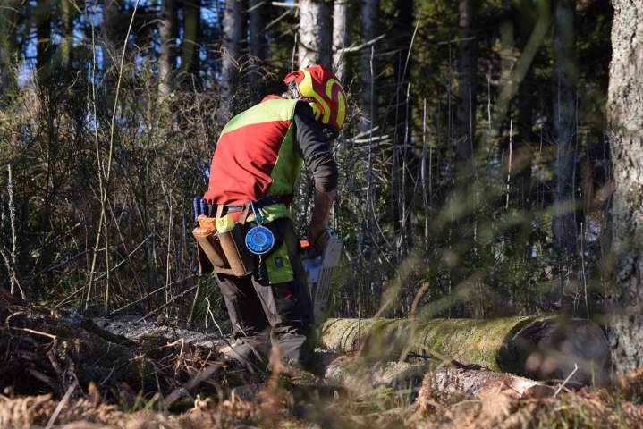 Coupe d'arbres Gerbamont