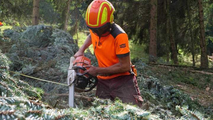 Travaux de bucheronnage Gerbamont